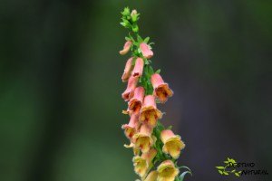 Digitalis obscura