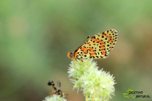 Melitaea ssp.