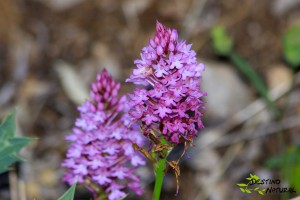 Anacamptis pyramidalis