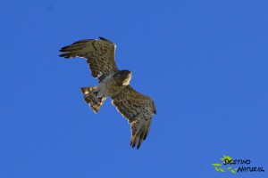 Culebrera europea