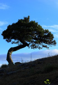 Pino en alta montaña