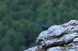 Roquero solitario (Monticola solitarius)