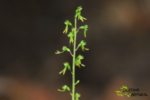 Listera ovata