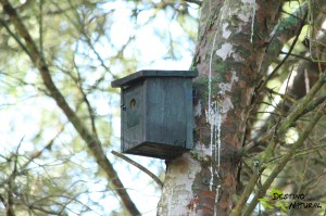 Caja nido Estepa Gilena