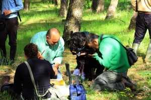 Cajas nido Estepa