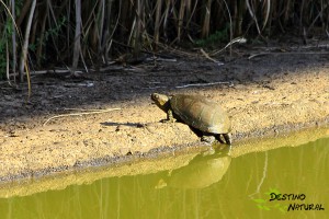 Galápago europeo