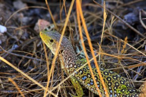 Lagarto ocelado