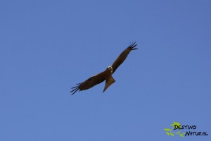 Milano negro milvus migrans