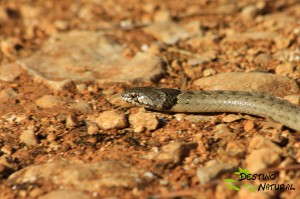 Culebra de cogulla