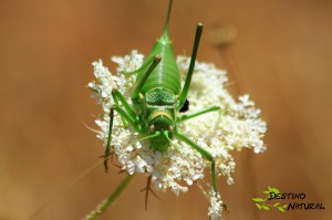 Grillo verde