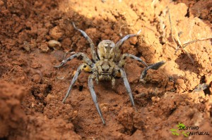 Lycosa tarantula