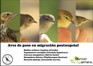 Aves de paso por el Refugio