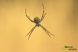 Argiope lobata