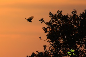 Papamoscas al atardecer