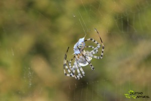 Araña lobo y almuerzo