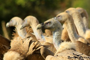 Buitres leonados subbética