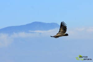 Buitre sobre las nubes