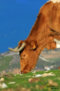 Ganado en la Sierra de Grazalema