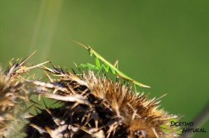 Apteromantis aptera