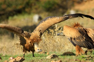 Pelea de buitres