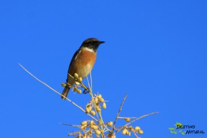 Tarabilla europea