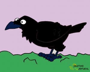 cuervo caricatura aves