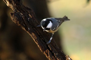 Carbonero garrapinos