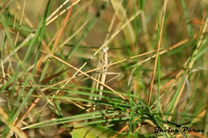 Imago apteromantis