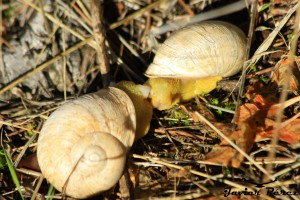 Cópula de caracol