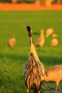 Grullas dehesa Hide