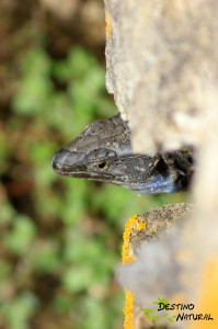 Lagarto tizón