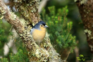 Fringilla coelebs canariensis