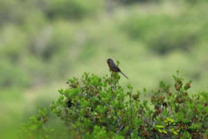 Curruca rabilarga