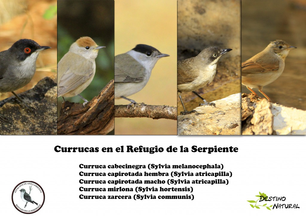 Currucas del refugio