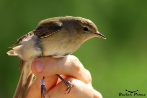 Curruca mosquitera