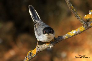 Curruca cabecinegra