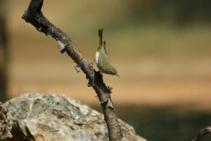 Mosquitero papialbo