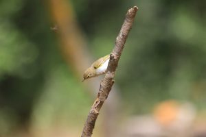 Mosquitero papialbo