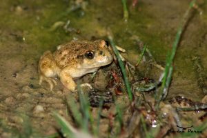 Sapo partero bético