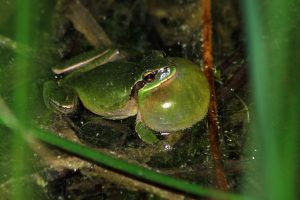 ranita meridional