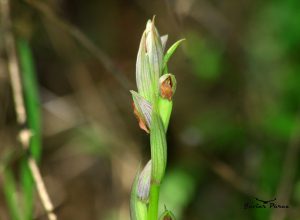 Serapias parviflora