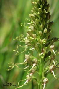 Orquídea lagarto