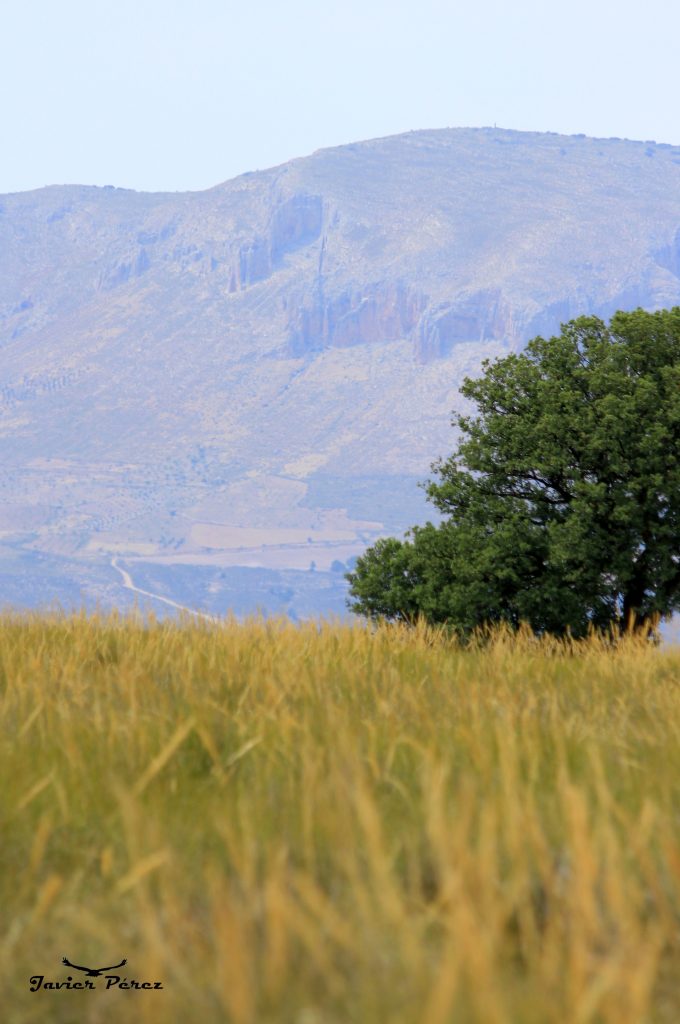 Paisaje en Guadix