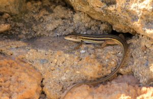 Lagartija colilarga Guadix