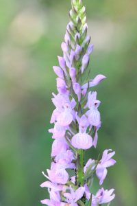 Dactylorhiza elata