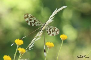 Duende (Nemoptera bipennis)