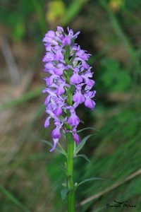 Dactylorhiza elata