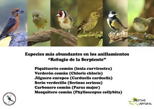 Especies abundantes anillamiento