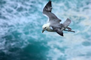 Fulmar boreal