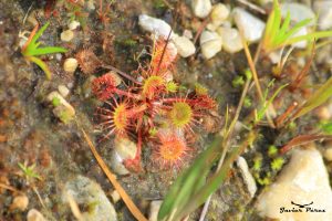 Drosera rotundifolia